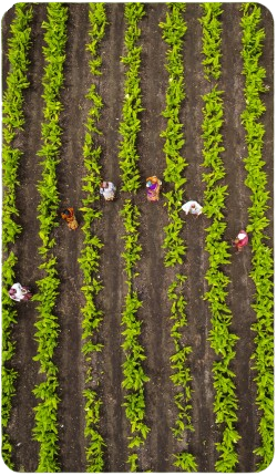 Enhances yield, preserves soil health, and passes global export checks